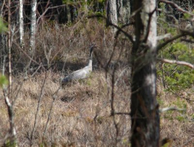 Crane (Grus grus) in Slitere National Park