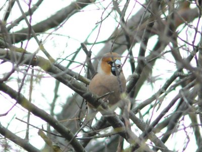 Hawfinch (Coccothraustes coccothraustes) in Dundaga