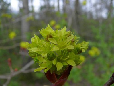 Spring in Zaube