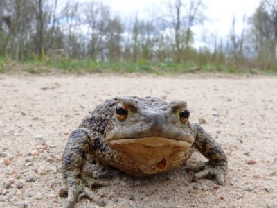Common toad (Bufo bufo) in Zaube
