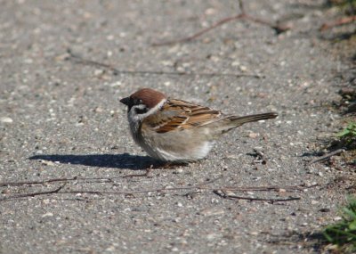 Field sparrow (Passer montanus) in Zolitude