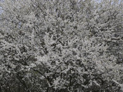 Blooming plum tree in Engure