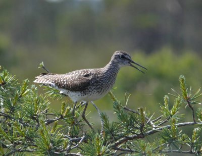 Wood sandpiper (Tringa glareola) in Kemeri bog