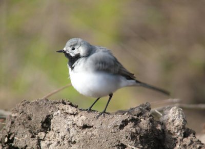 A very assertive white wagtail (Motacilla alba)