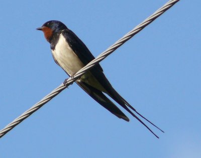 Barn swallow Hirundo rustica in Jurguci