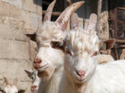 Goats in Jurguci - a nice country house near Cesvaine near Cesvaine