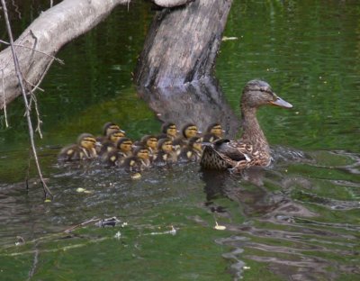 A family of mallards (Anas platyrhynchos)