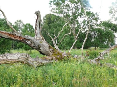 A fallen oak