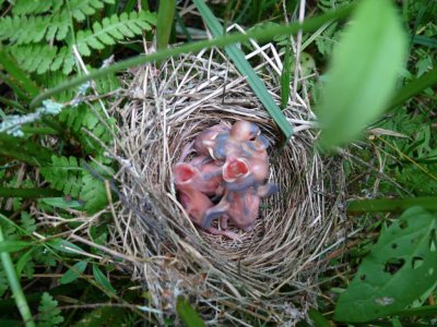 Blackcaps Sylvia atricapilla nest.JPG
