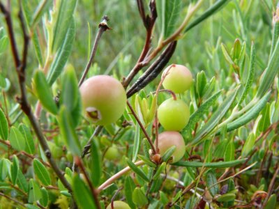 Cranberries in Slitere National Park