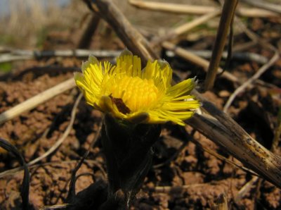 Coltsfoot