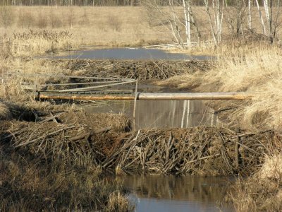 A cascade of beaver dams