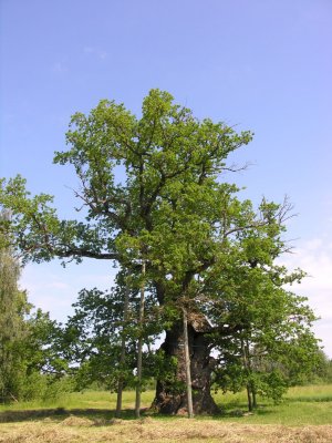Kaive