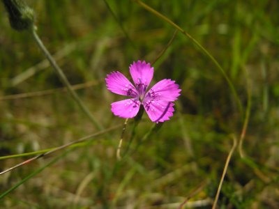 Mengi
