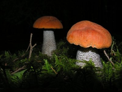 Mushrooms