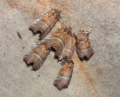 Hibernating butterflies in Kaleja cave, Gauja National Park