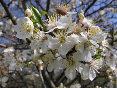 Plum tree flowers
