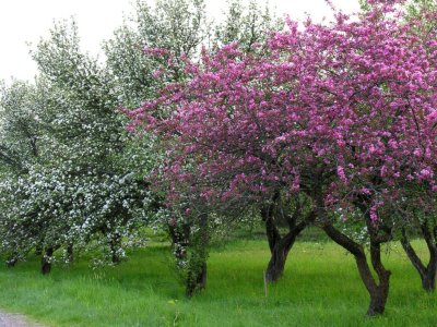 Blooming apple trees in Ledurga
