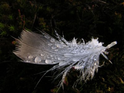 Feather