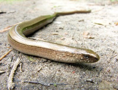Slow worm (Angius fragilis)