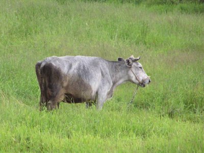 Latvian blue or rather grey cow