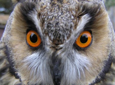 Long eared owl (Asio flammeus)