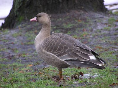 White fronted goose (Anser albifrons)