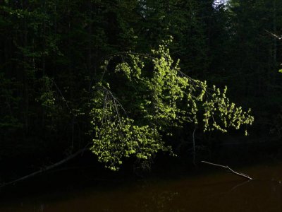 Pededze near Jaunanna, Latvia