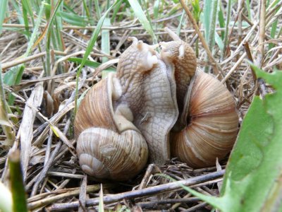 Snails in love