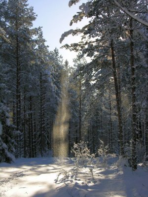 Forest near Valle, Latvia