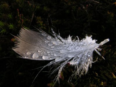 Feather macro