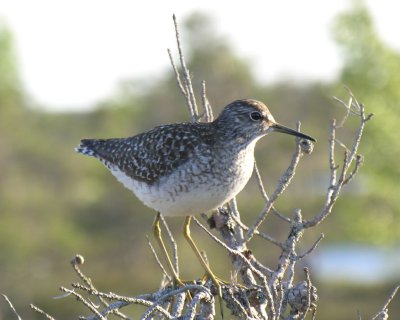 Marsh sandpiper in Kemeri National Park