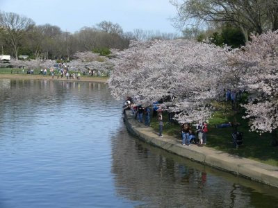 Cherry Blossom Festival