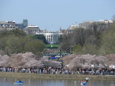 Cherry Blossom Festival