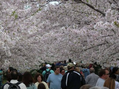 Cherry Blossom Festival