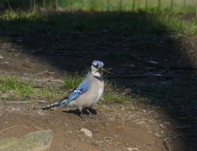 Blue jay in Central Park