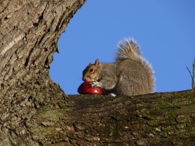 Squirrel near the Capitol Hill