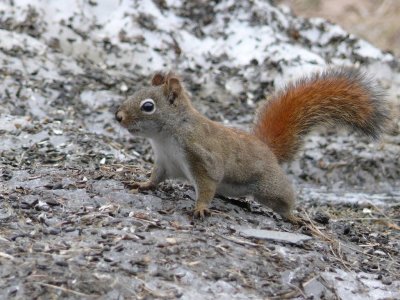 Gooseberry falls