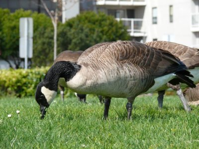 Canada Geese in West Seattle