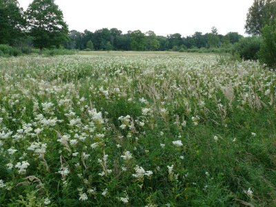 Meadow near Pededze river