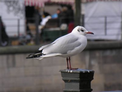 Black-headed gull (Larus ridibundus)
