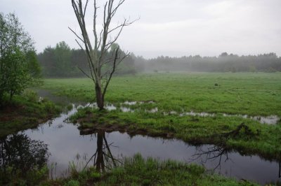 Gauja