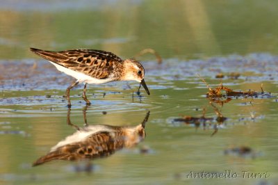 Little Stint