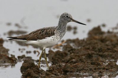 Common Greenshank