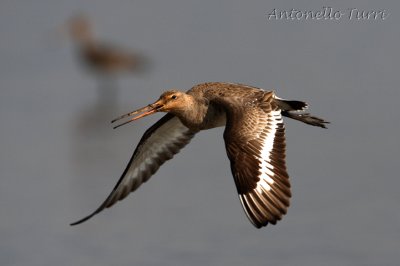 Black-tailed Godwit