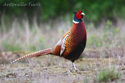 Common Pheasant