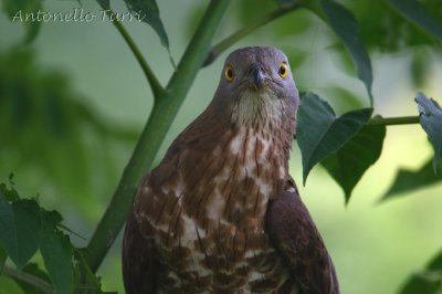 European Honey Buzzard