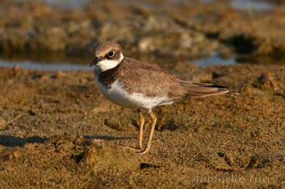 Little Ringed Plover