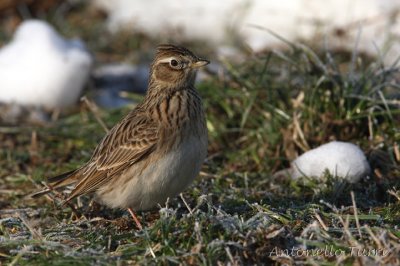 Alaudidae