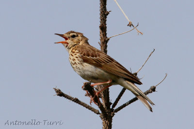 Tree Pipit